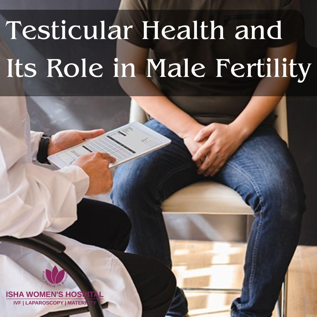 Testicular Health and Its Role in Male Fertility