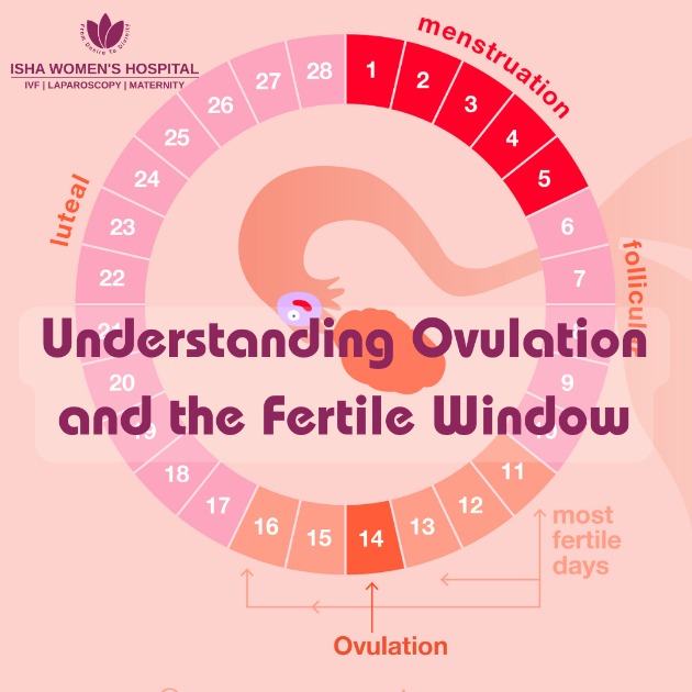 Understanding Ovulation and the Fertile Window